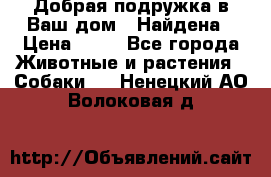 Добрая подружка,в Ваш дом!!!Найдена › Цена ­ 10 - Все города Животные и растения » Собаки   . Ненецкий АО,Волоковая д.